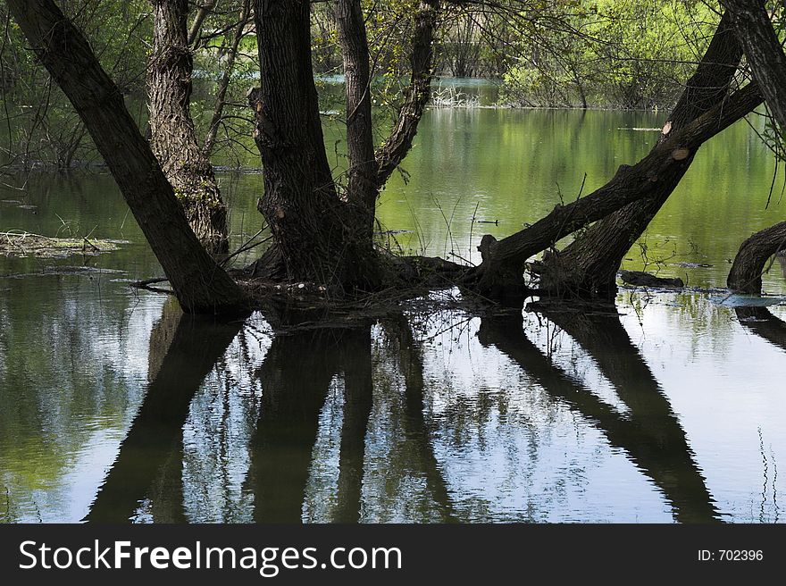 Lake And Forest