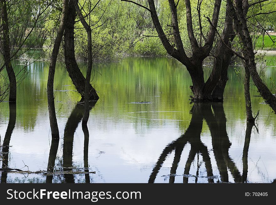 Lake and forest