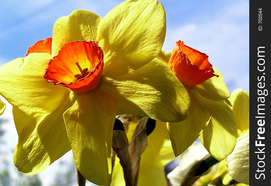 Springtime in my garden. Springtime in my garden