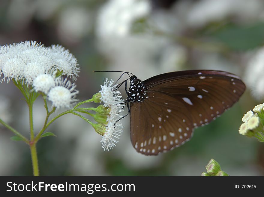 Brown butterfly on white flowers close-up
