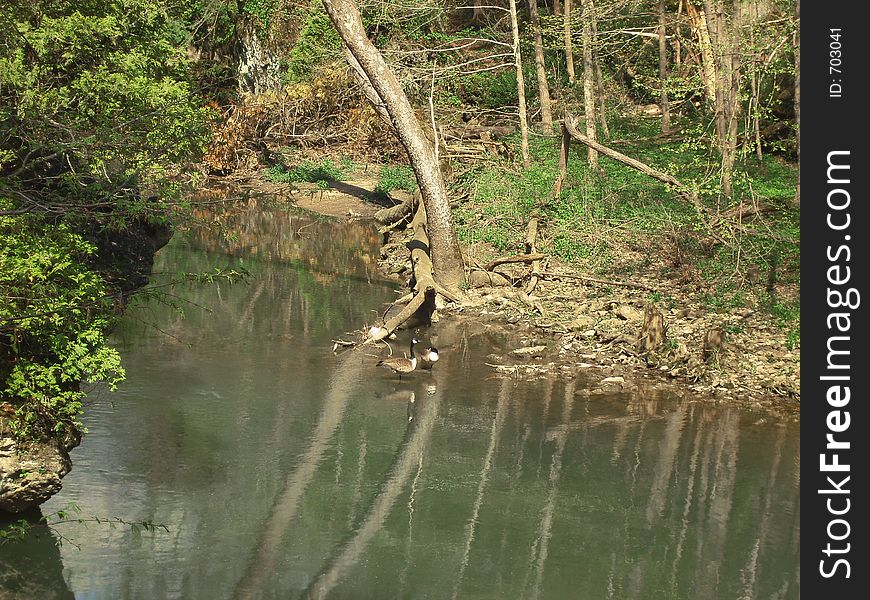 Two Geese on the River