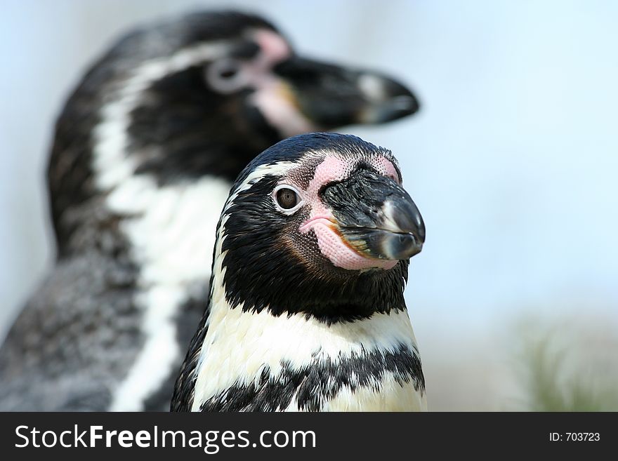 Portrait of 2 penguins. Only the first penguin is in focus