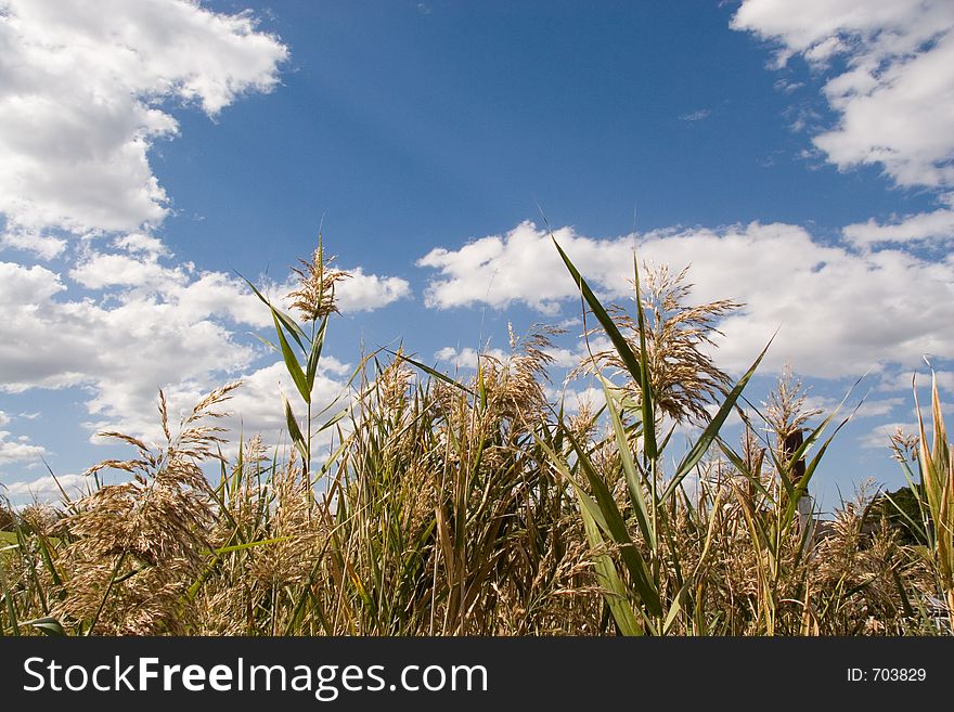 Clouds over the grass. Swamp near Homebush Bay. Clouds over the grass. Swamp near Homebush Bay