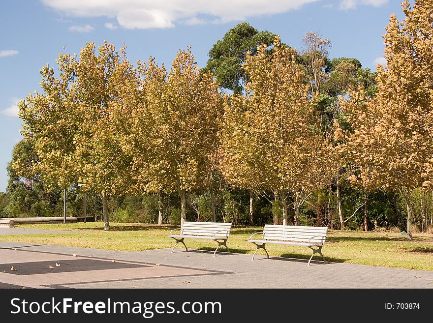 Row of trees in park - Homebush - near Sydney Olympic Park. Row of trees in park - Homebush - near Sydney Olympic Park