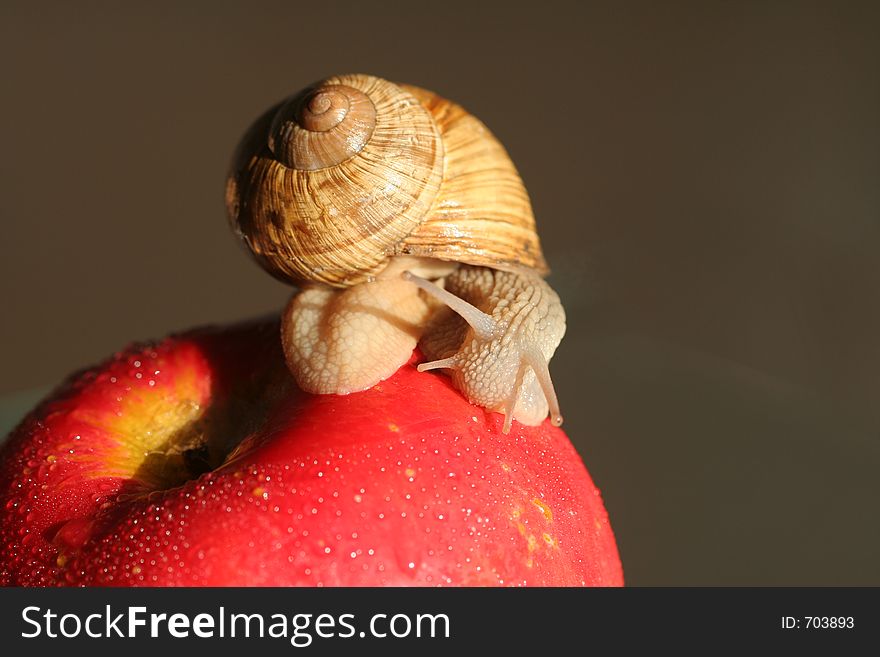 Snail on red wet apple. Snail on red wet apple