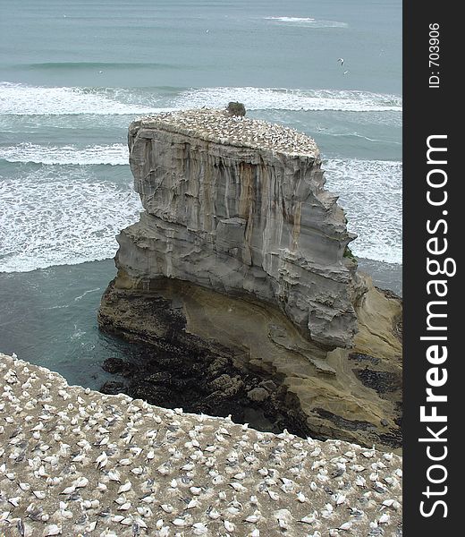 Gannet bird colony on rocky island in New Zealand. Gannet bird colony on rocky island in New Zealand