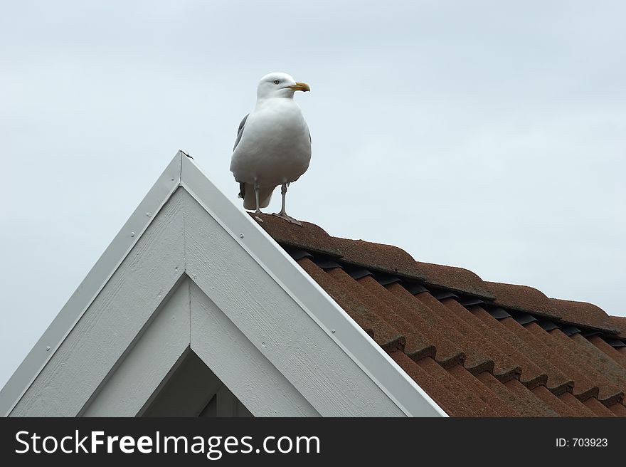 A seagull sitting on a housetop on a holiday village in StrÃ¶mstad, Sweden. A seagull sitting on a housetop on a holiday village in StrÃ¶mstad, Sweden.