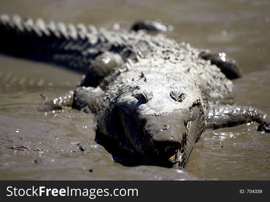 A crocodile on the Tempisque River in Costa Rica. A crocodile on the Tempisque River in Costa Rica