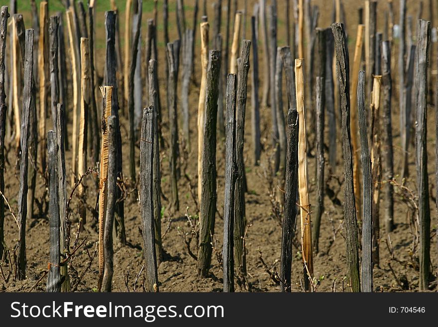 Rows of vine sticks.