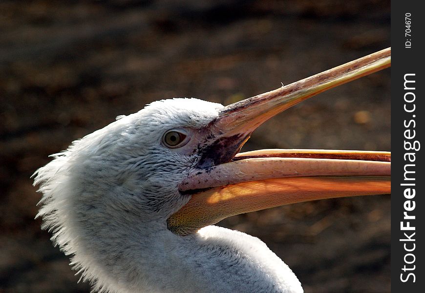 Great white pelican - Pelecanus onocrotalu
