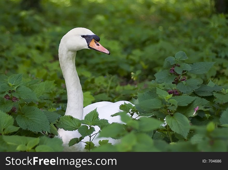 A Swan in the Grass