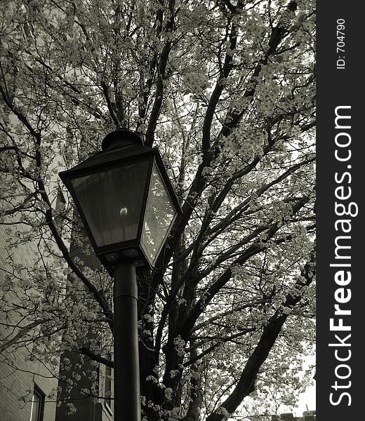 Lampost And Springtime Tree