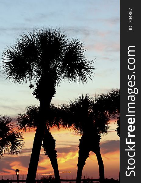 Palm Treetops At Sunset
