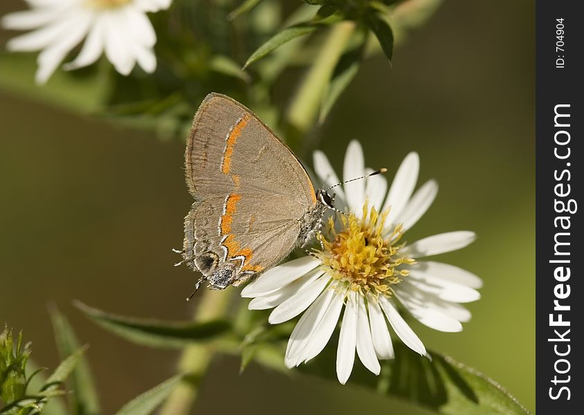 Red-Banded Hairstreak Butterfly