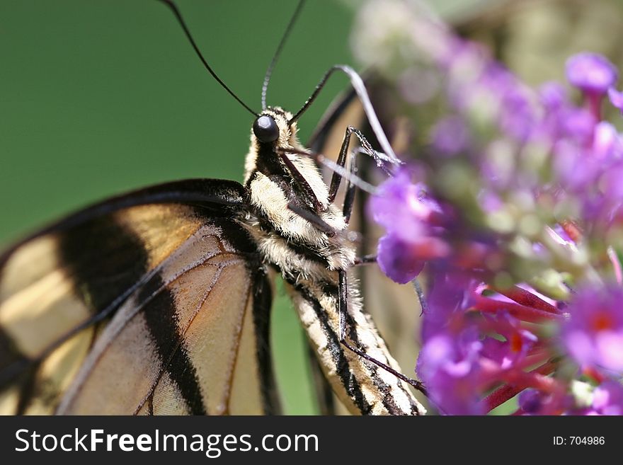 Swallowtail Butterfly Enjoying the Butterfly Bush