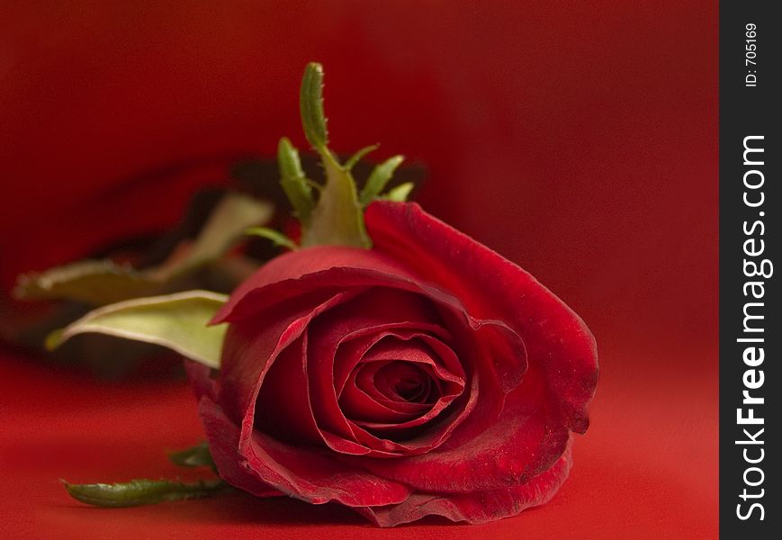 Red rose on red background