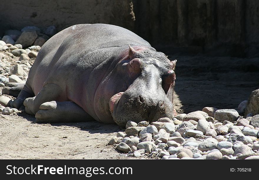 Hypo from Toronto Zoo. Hypo from Toronto Zoo