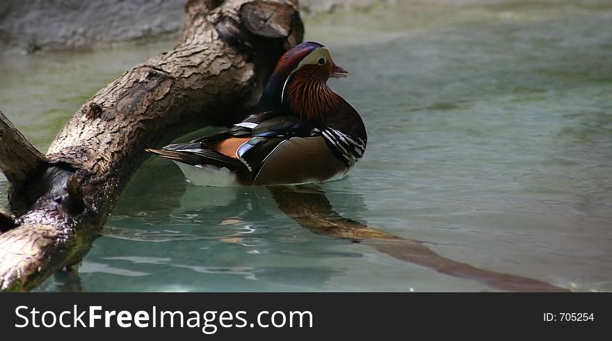 Mandarine Duck in the zoo pavilion