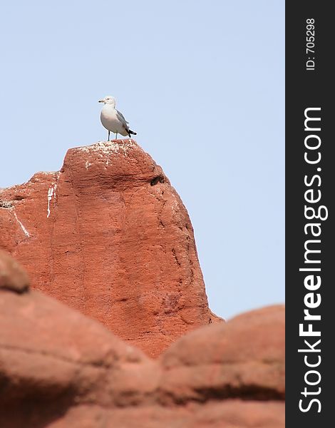 Seagull standing on artificial rocks