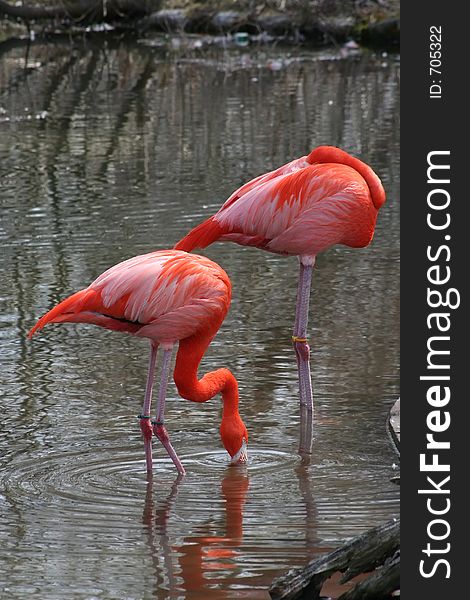 Pink Flamingos in a park pond