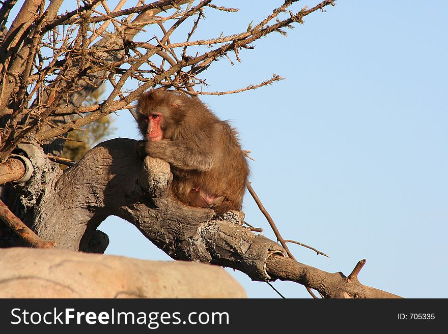 Thoughful Japanese Macaque sitting on a branch