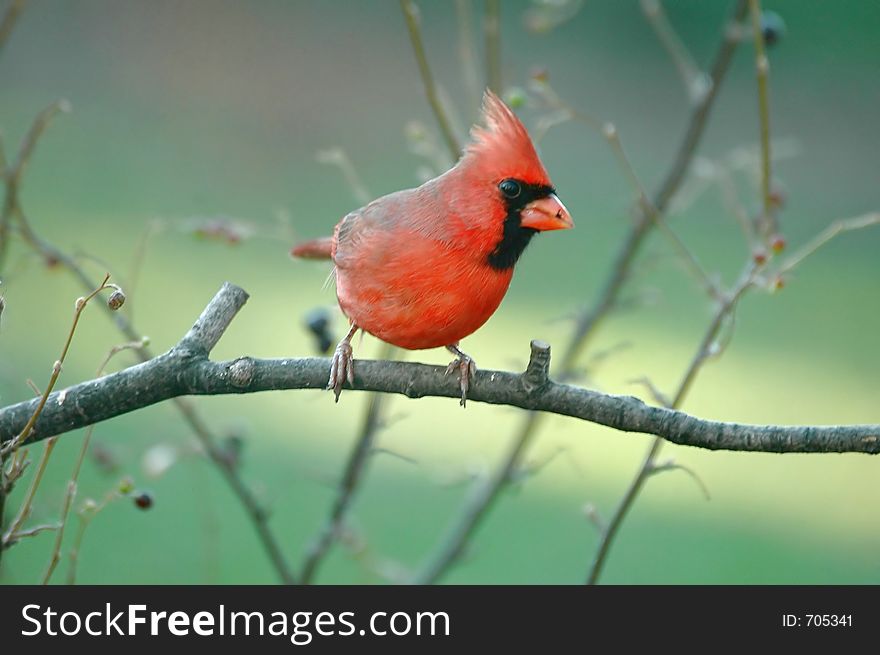 Male northern cardinal perches on a branch. Male northern cardinal perches on a branch