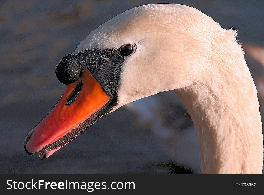 A close up view of a swans head in profile. A close up view of a swans head in profile