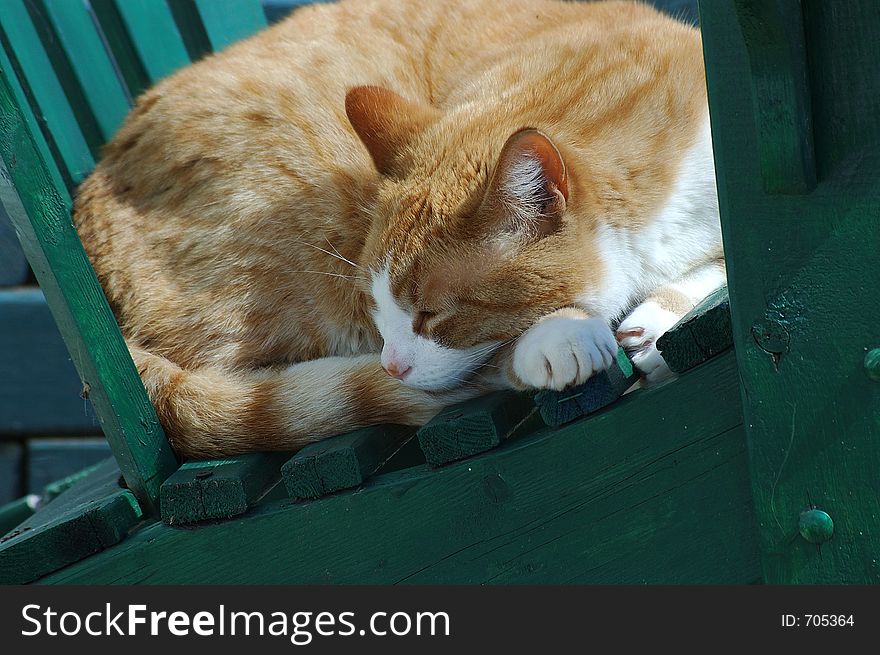 Cat sleeps outside on a patio chair. Cat sleeps outside on a patio chair