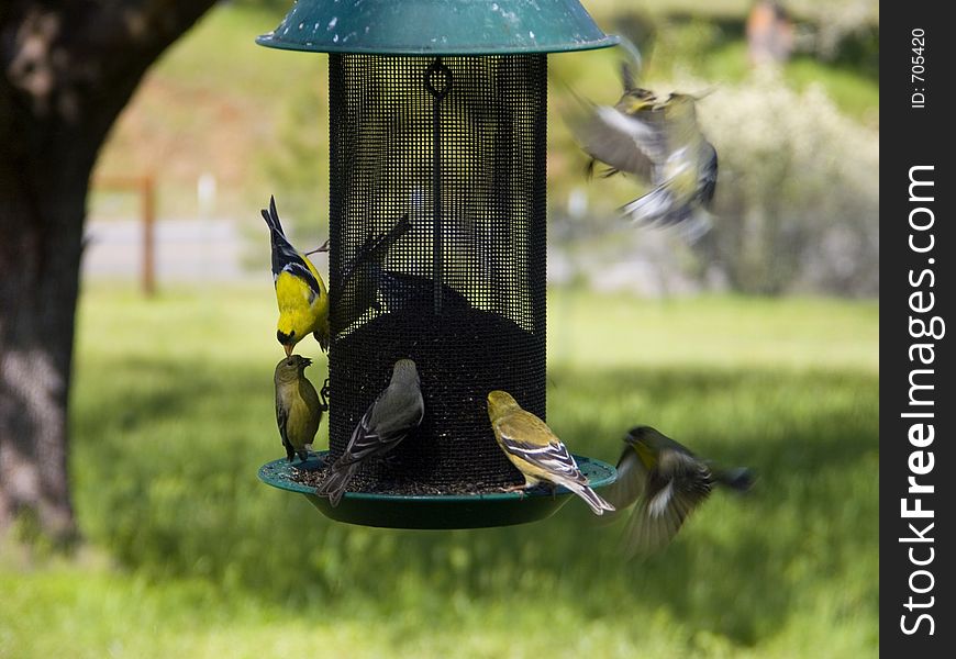 Gold Finches on Thistle Feeder Fighting in Air. Gold Finches on Thistle Feeder Fighting in Air