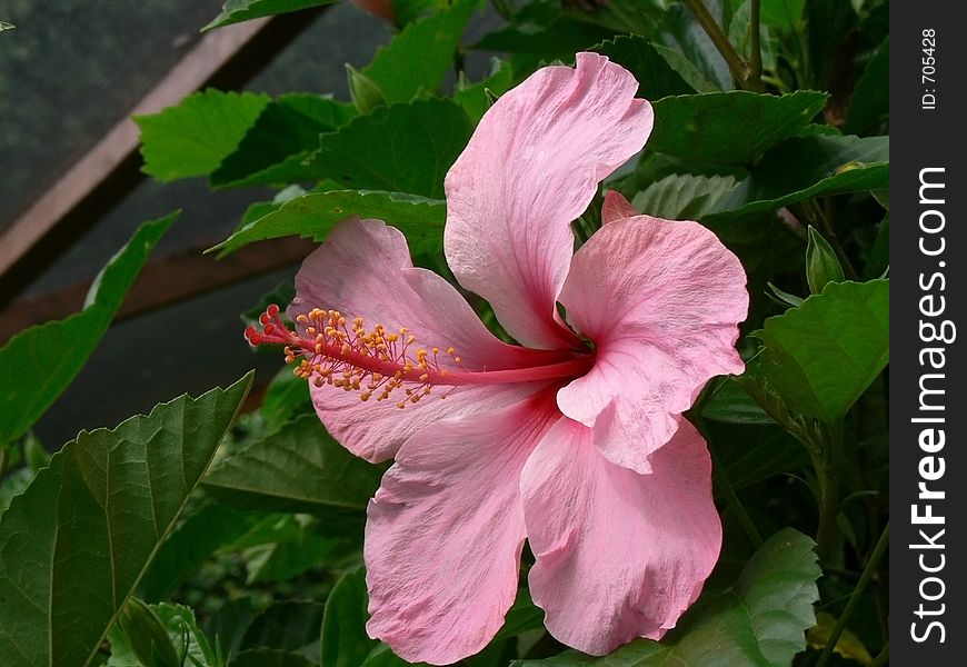 Pink Hibisco Flower. Pink Hibisco Flower