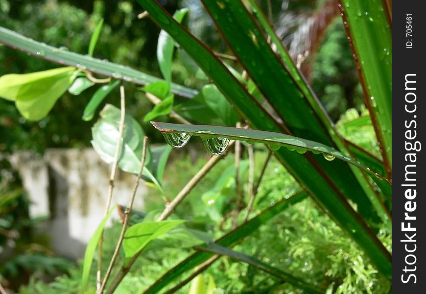 Rain drops on the grass