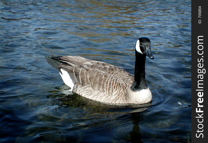Canadian Goose swims in water