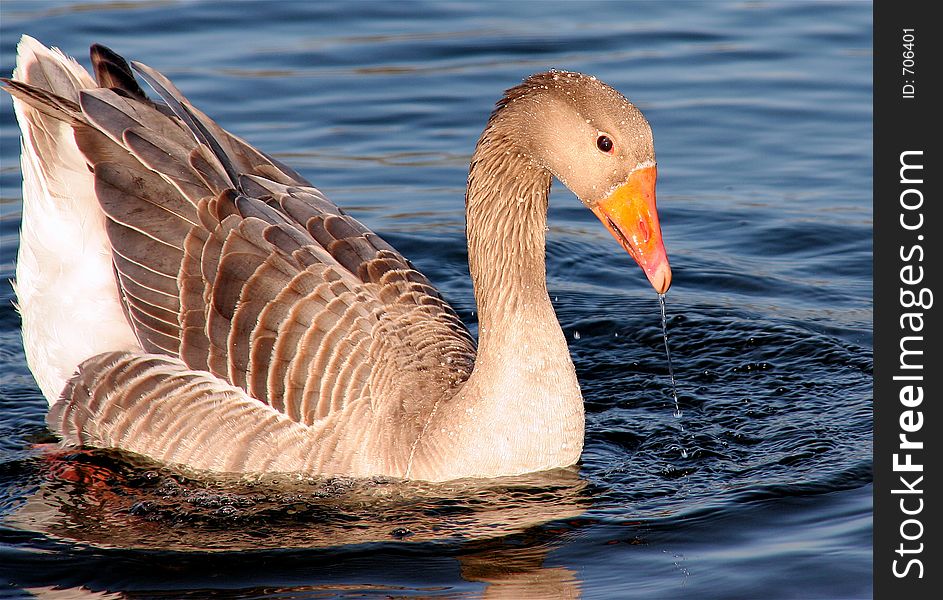 Goose, bright and colorful, with water droplets falling from beak. Goose, bright and colorful, with water droplets falling from beak.