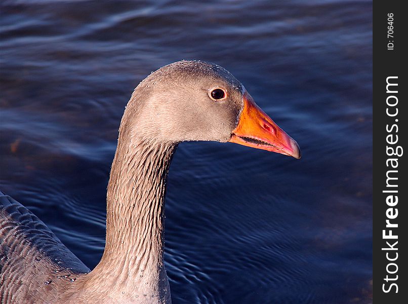 Close up of a Goose in Profile on a lake. Close up of a Goose in Profile on a lake.