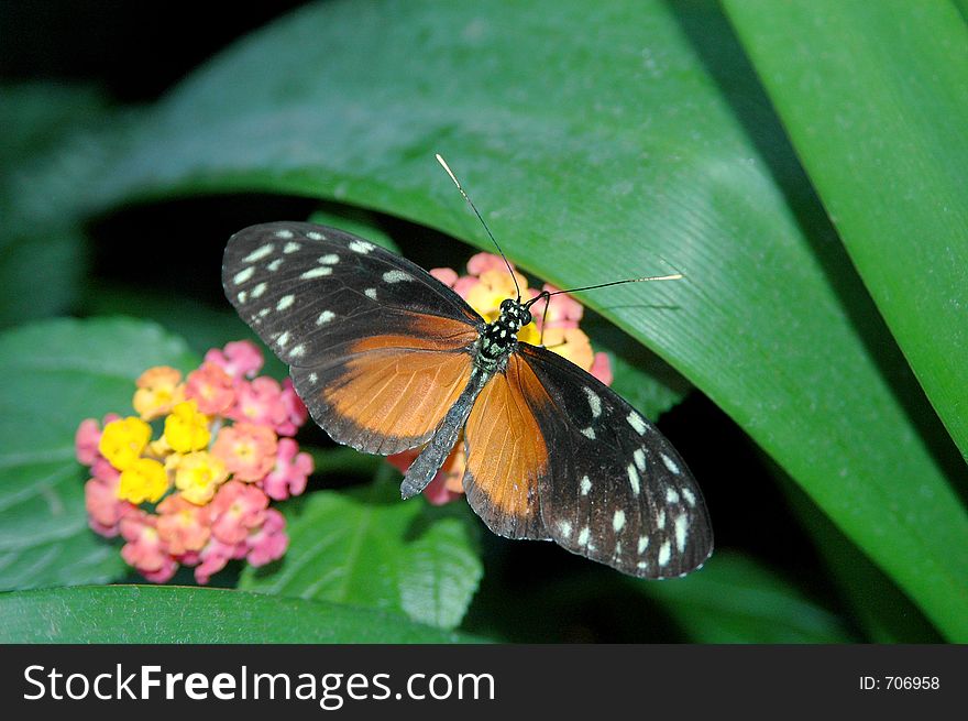 Heliconius hecale on pink and yellow flowers close-up