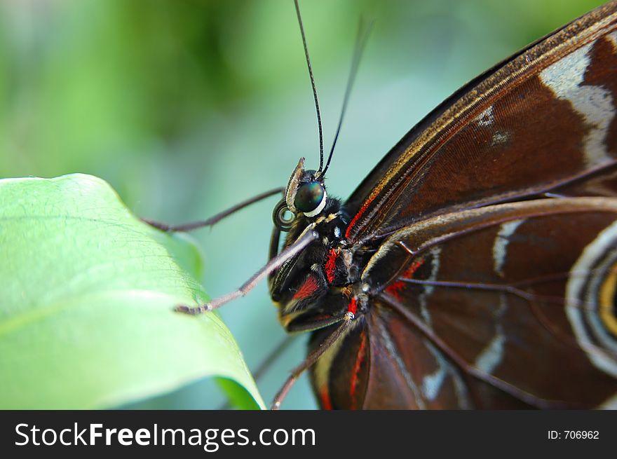 Morpho Blue (morpho Peleides) On Leaf 2