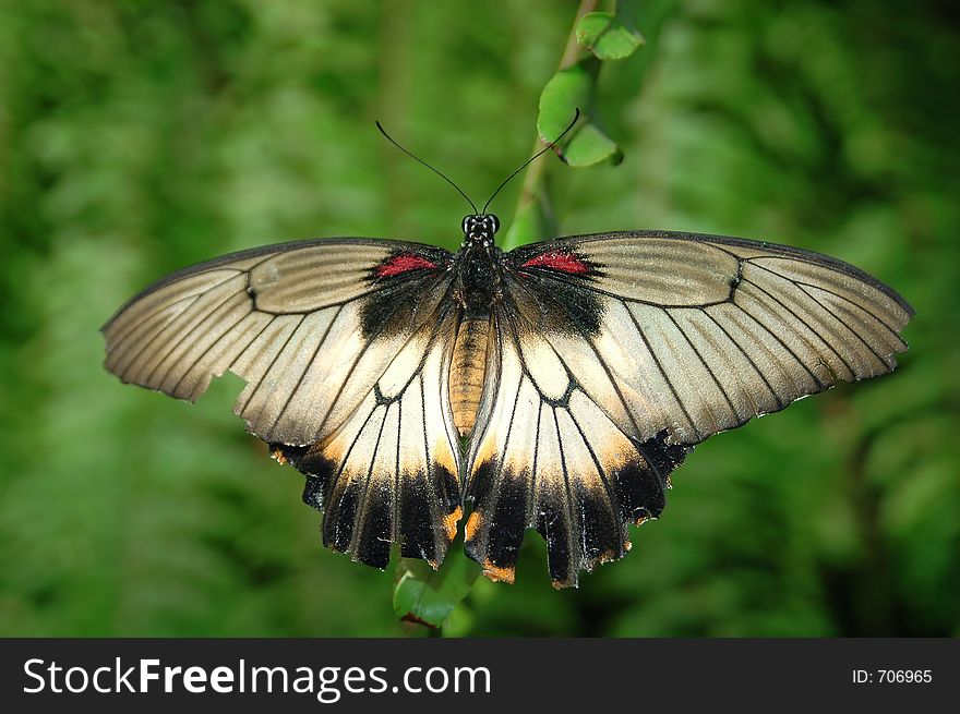 Large mormon (papilio memnon) on leaf close-up. Large mormon (papilio memnon) on leaf close-up