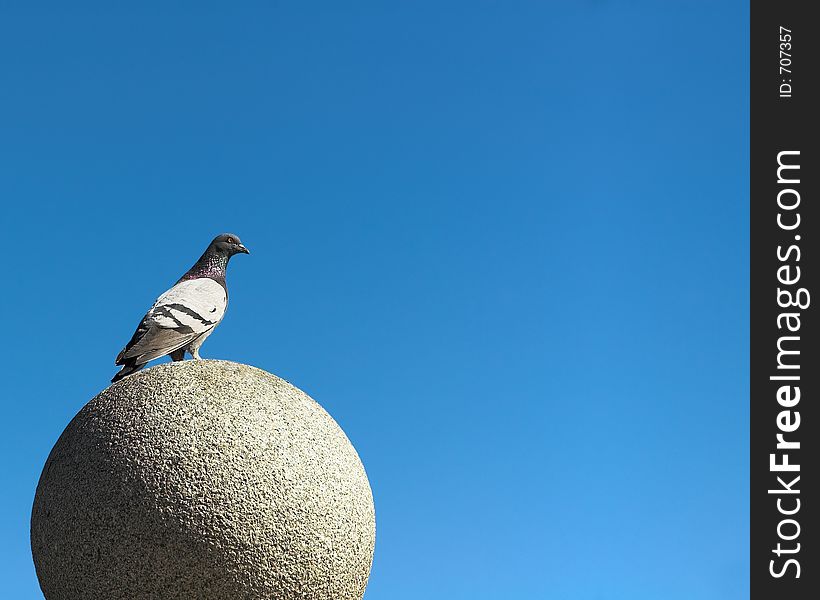 The Pigeon sitting on the granite sphere. The Pigeon sitting on the granite sphere