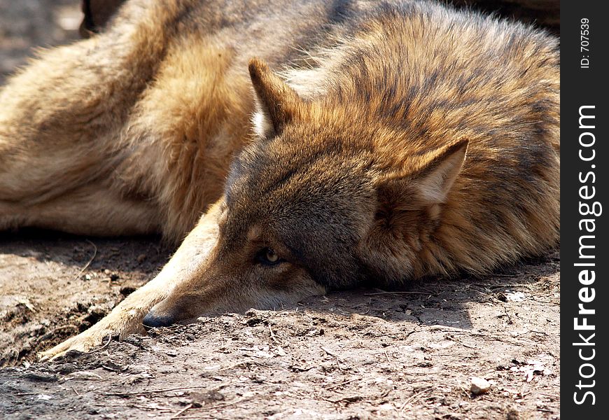 Resting lying gray wolf Europe. Resting lying gray wolf Europe