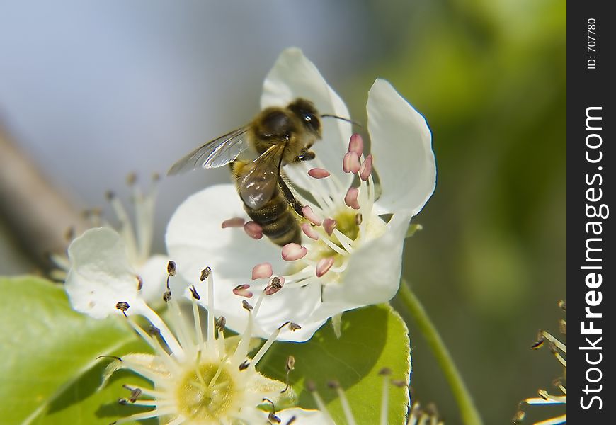 Bee on apple flower closeup