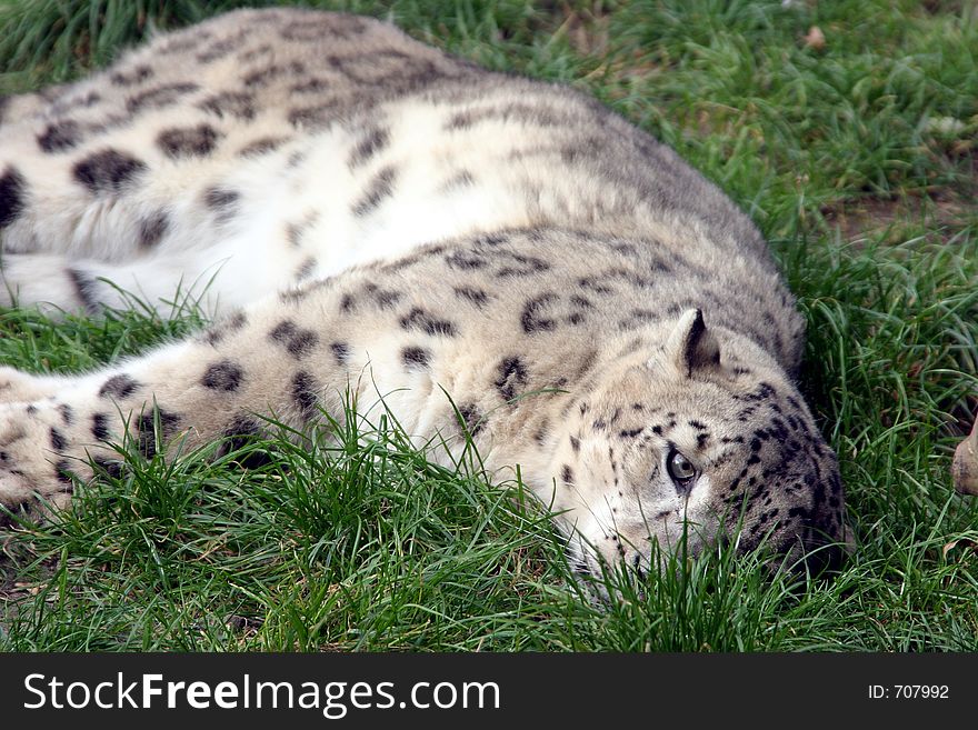 Snow leopard relaxing in the grass