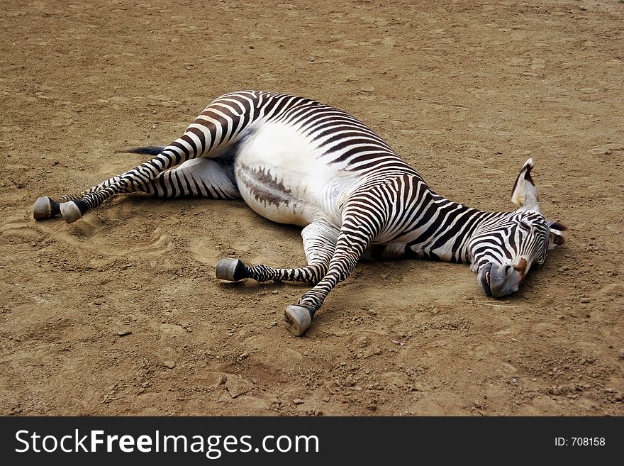 Sleeping Zebra