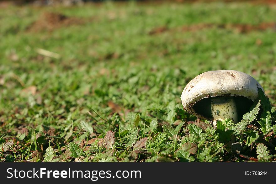 A mushroom out in a field with added space. A mushroom out in a field with added space.