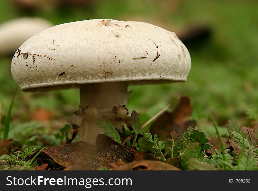 A white mushroom growing among the grass. A white mushroom growing among the grass.