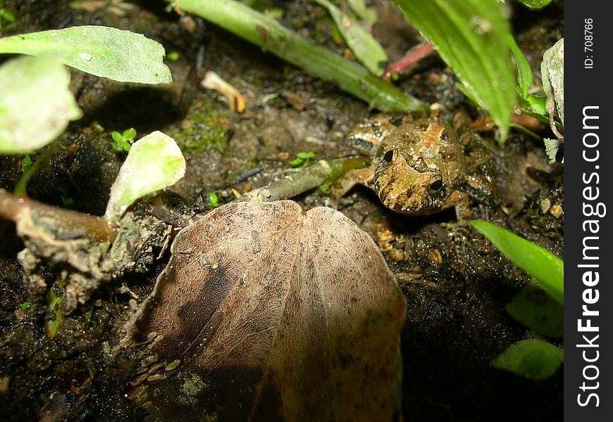 This is a photo of a frog doing a very good job of blending in with his surroundings. He is looking right at the camera lens! Florida Caverns State Park | Jackson County | Florida