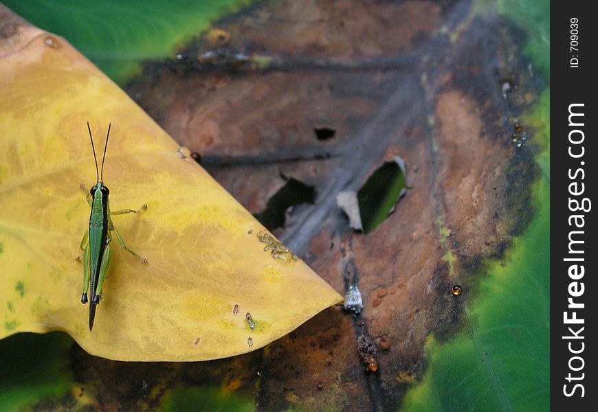 Grasshopper on  leaf
