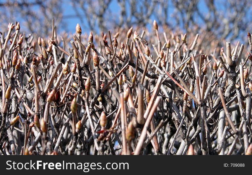 Extreme close-up with selective focus of many budding tree twigs. Extreme close-up with selective focus of many budding tree twigs.