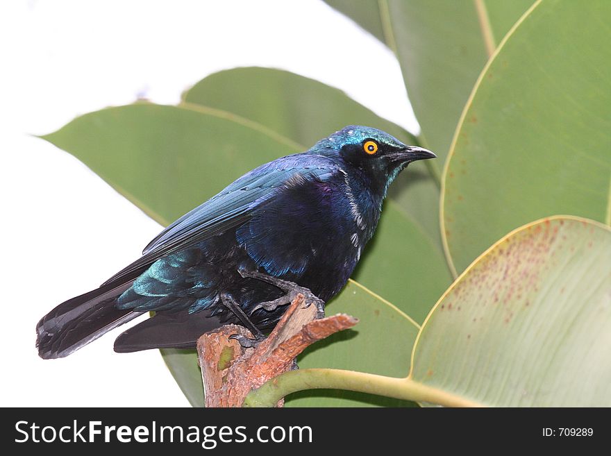 Blue-eared Glossy-Starling on a leaves background