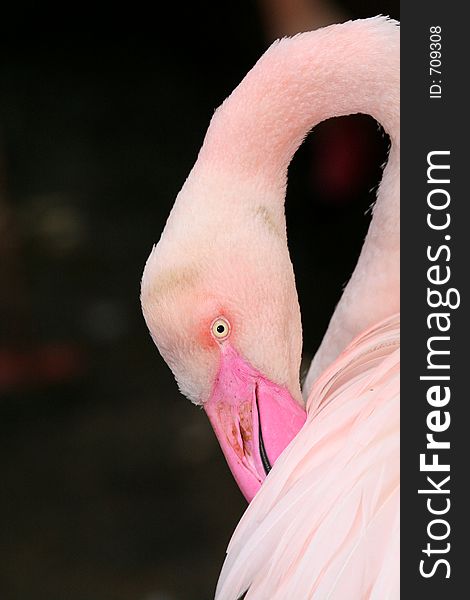 Flamingo cleaning his feathers on a black background