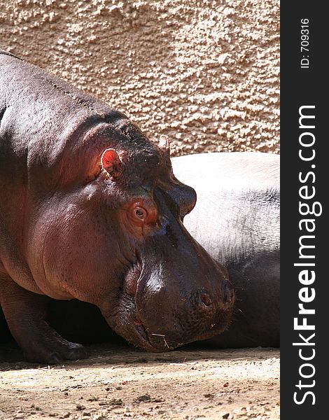 Hippopotamus eating, sharp picture